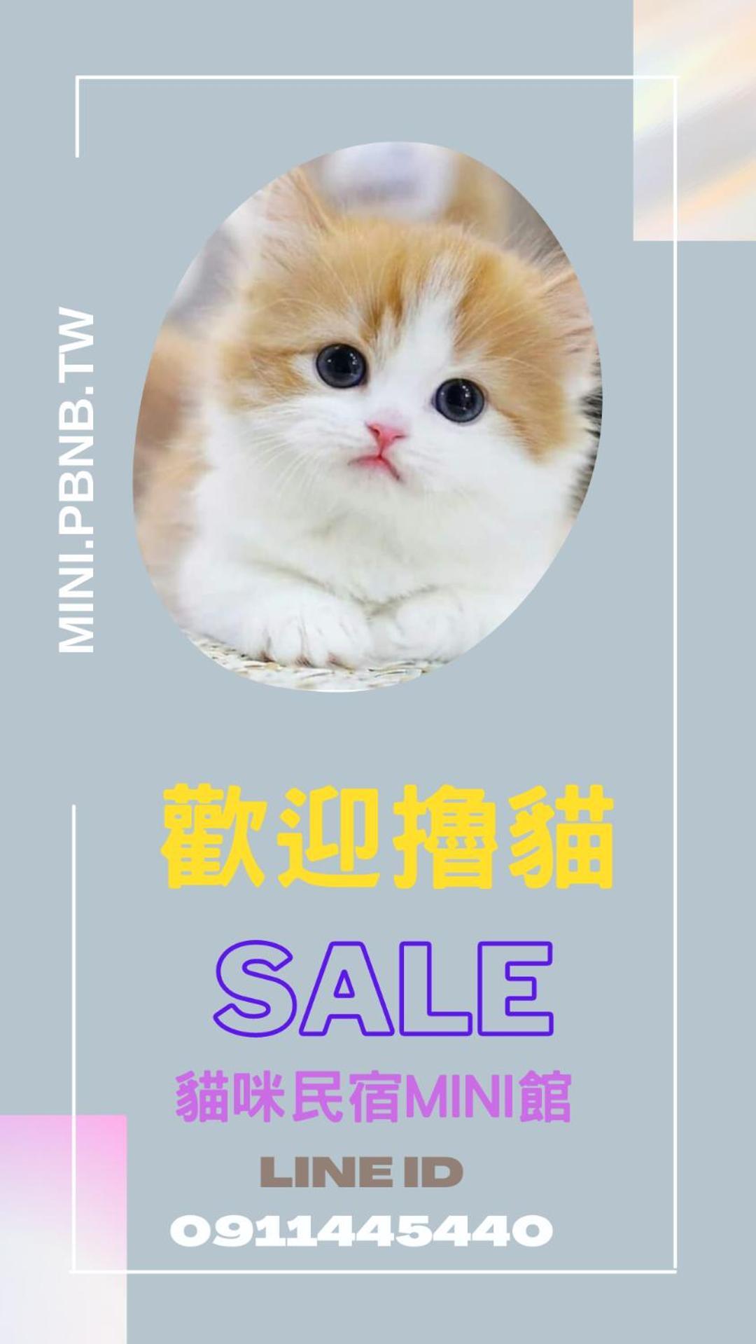 貓咪民宿Mini館-貓行為諮詢 Taitung 외부 사진